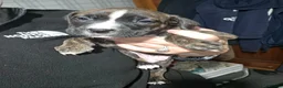 Staffordshire Bull Terrier dogs for sale: Staffy puppies for sale  - Advert 8