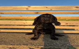 Cocker Spaniel dogs for sale: 3 Lovely female Working Cocker Spaniels for sale  - Image 2