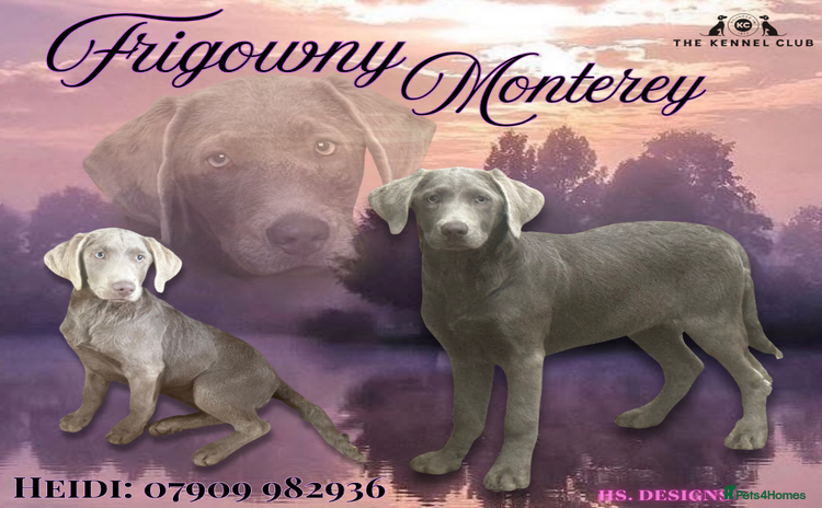 Labrador Retriever dogs - Advert 1