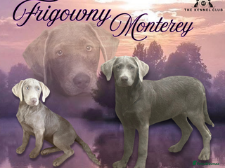 Labrador Retriever dogs Terry the Stunning Silver Labrador Puppy - Advert 2