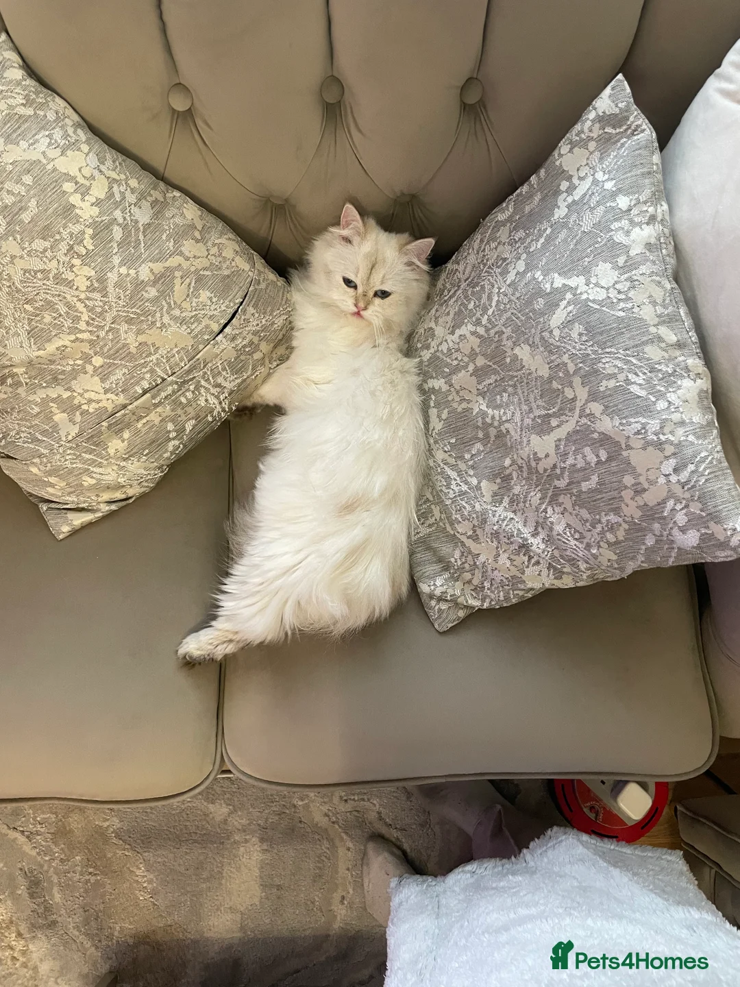 British Longhair cats for sale: PRINCESS Porscha - Advert 7