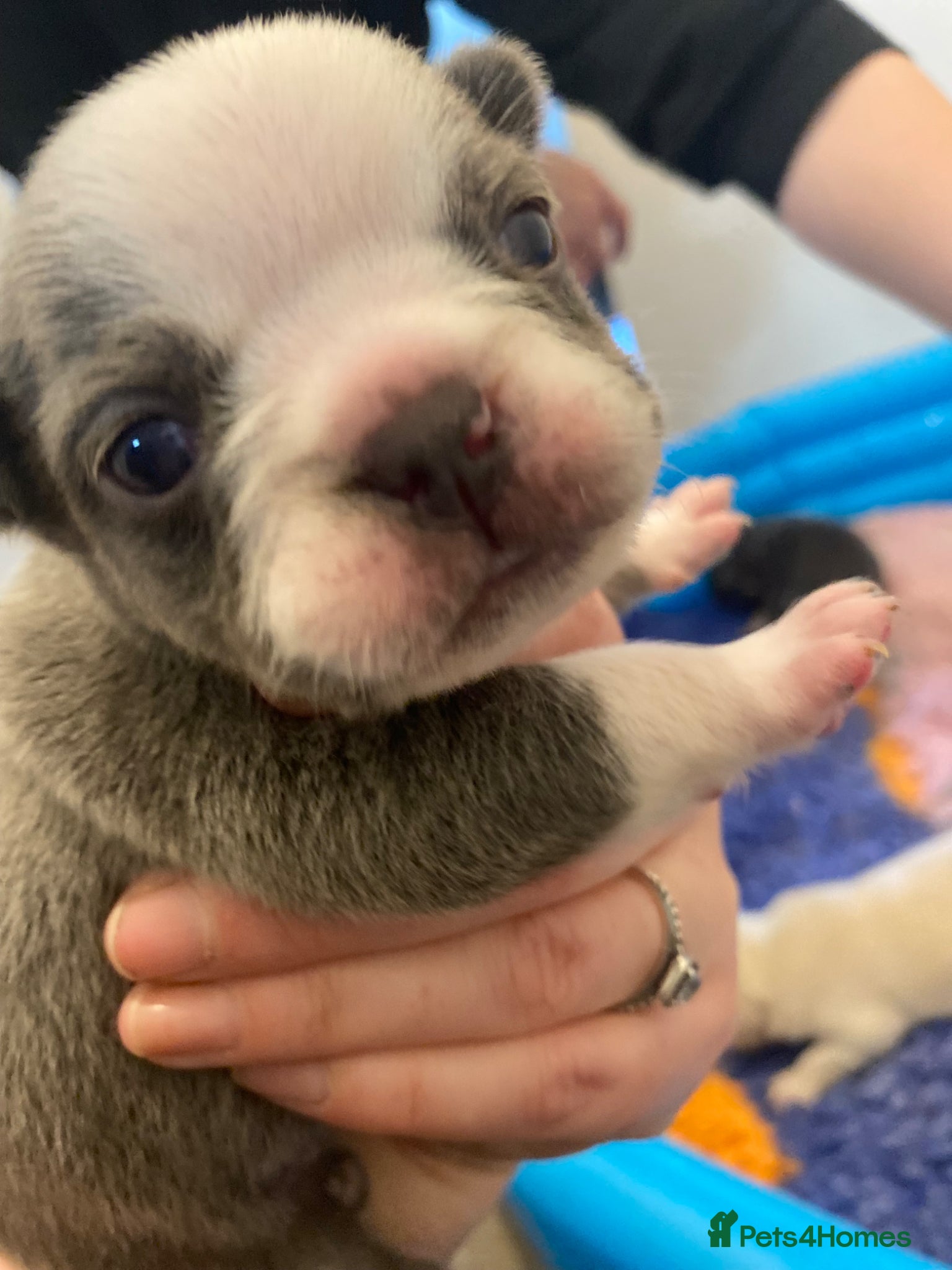 French Bulldog dogs for sale: Beautiful Mixed colours Fluffy Frenchie Pups - Advert 6