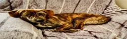 Mixed Breed dogs for adoption: Beautiful Ivan is ready for his forever home - Advert 6