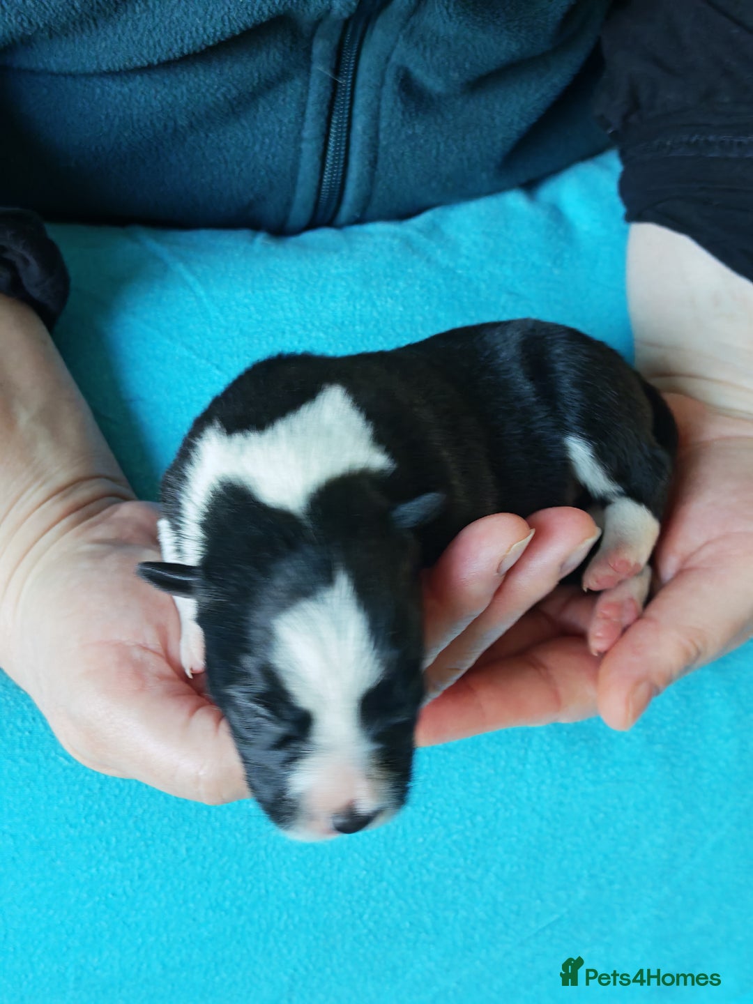 Border Collie dogs for sale: KC registered border collie puppies  - Advert 25