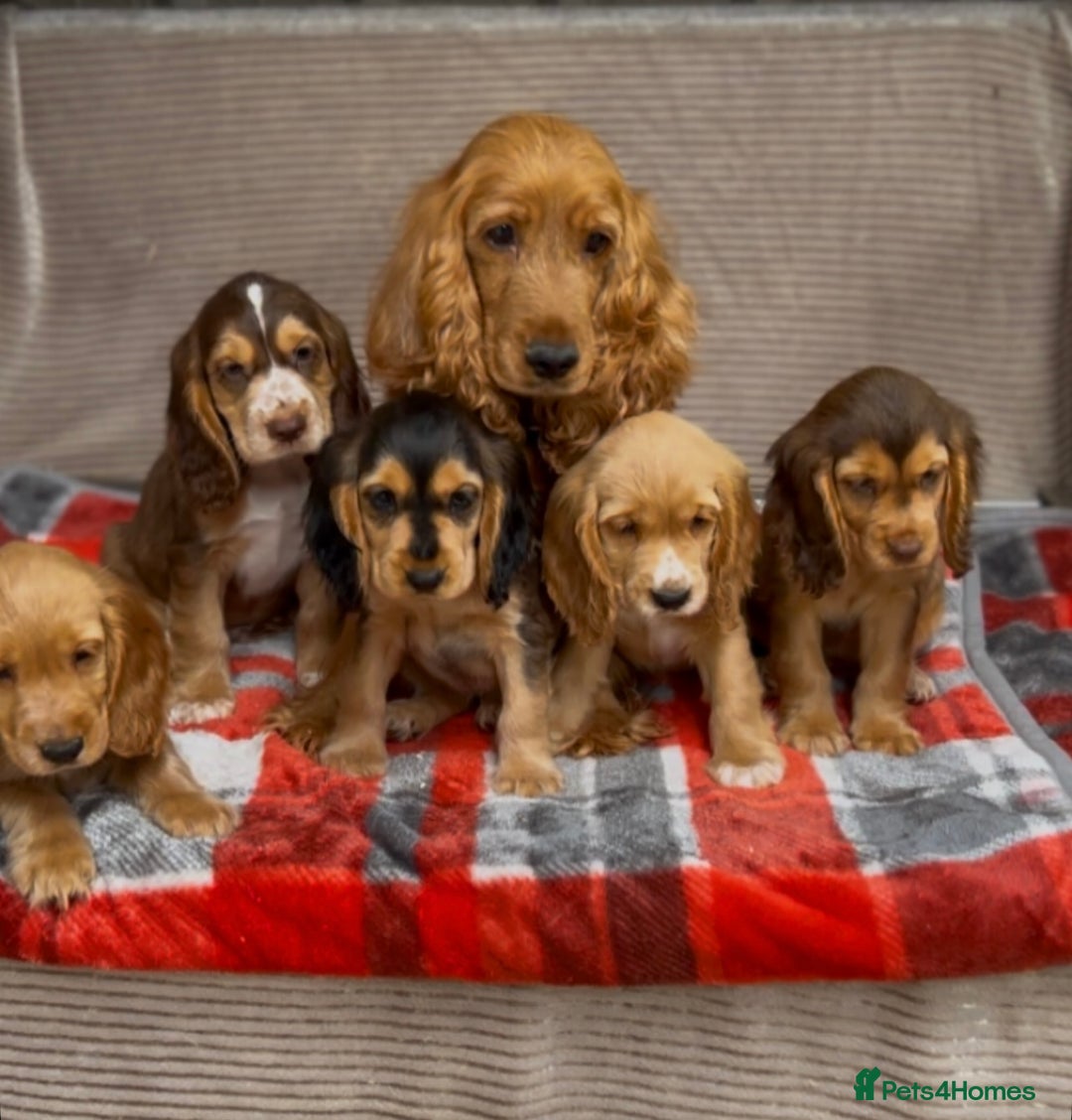 Cocker Spaniel dogs for sale: STUNNING COCKER SPANIEL PUPPIES  - Image 16