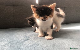 Mixed Breed cats for sale: 5 kittens for sale - Advert 30