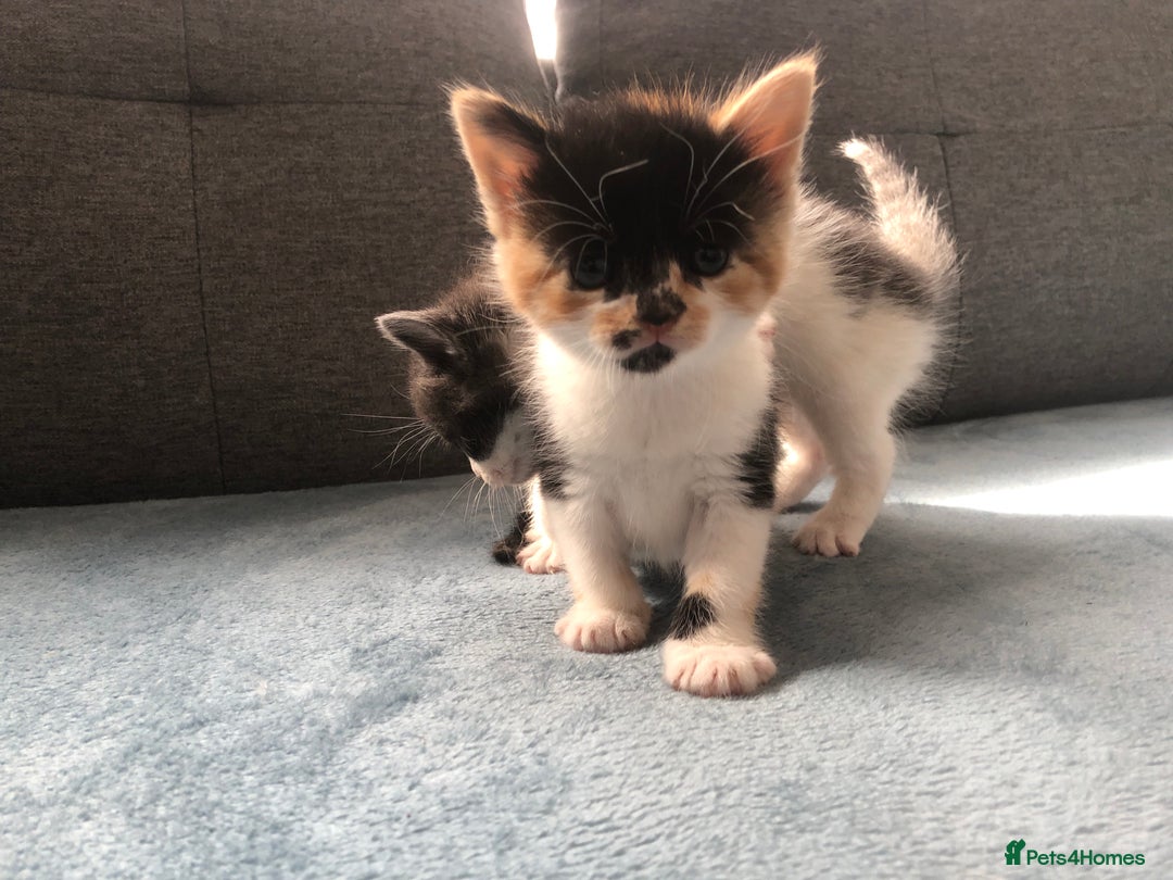 Mixed Breed cats for sale: 5 kittens for sale - Advert 30