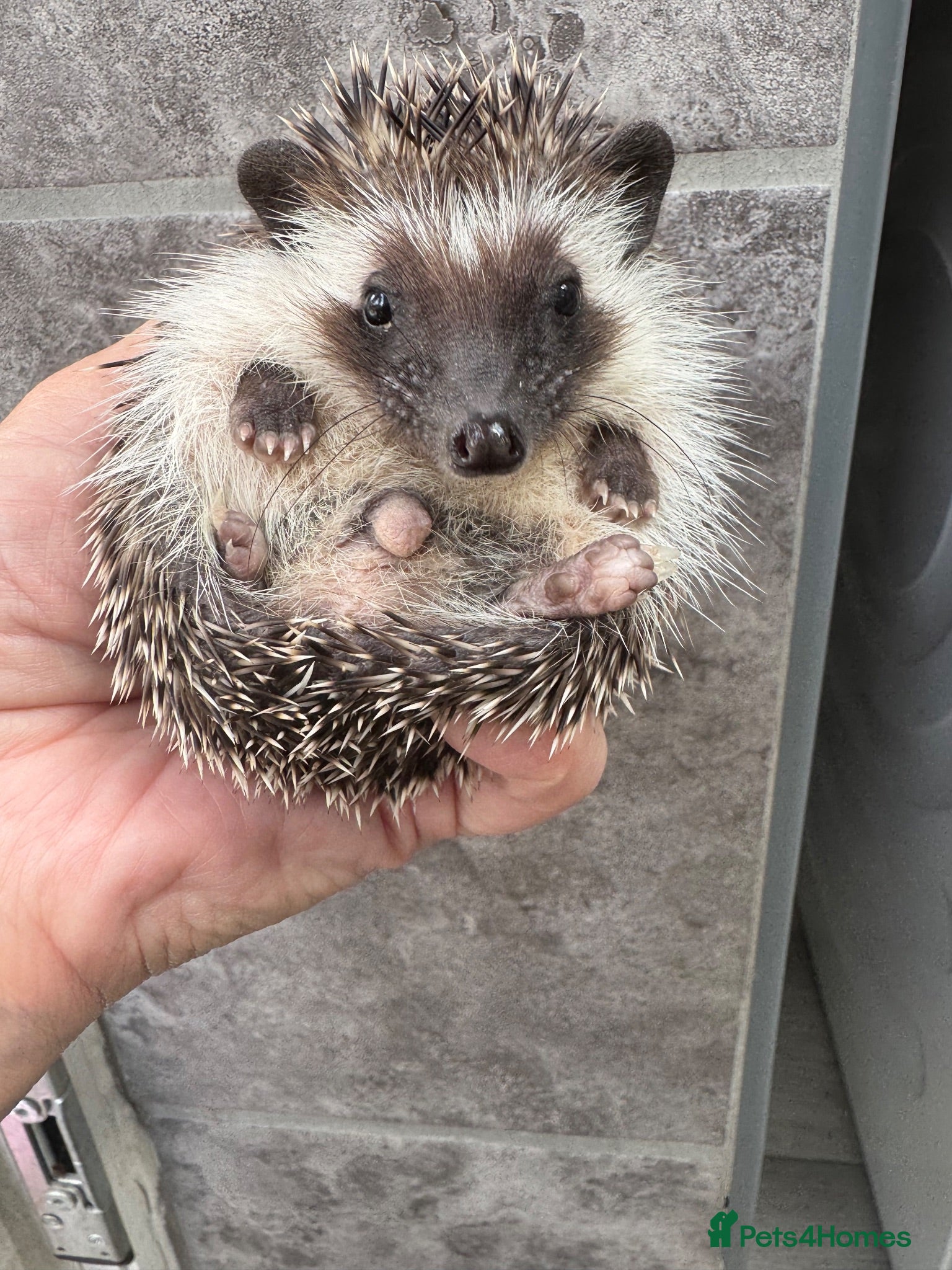 Pygmy Hedgehog rodents 2 baby boys ready now / ready with/ without setup - Advert 2