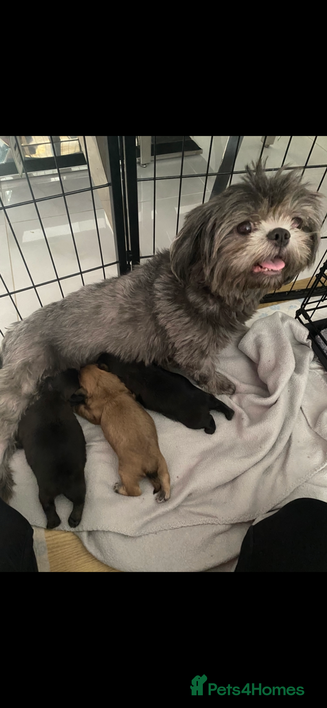 Shih Tzu dogs for sale: Imperial Shih Tzu three girls available - Advert 1