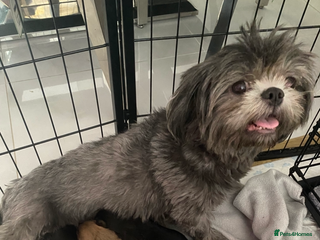 Shih Tzu dogs Imperial Shih Tzu three girls available - Advert 4