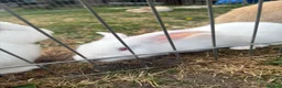 Continental Giant rabbits for sale: 3 x Continental rabbits  - Advert 12