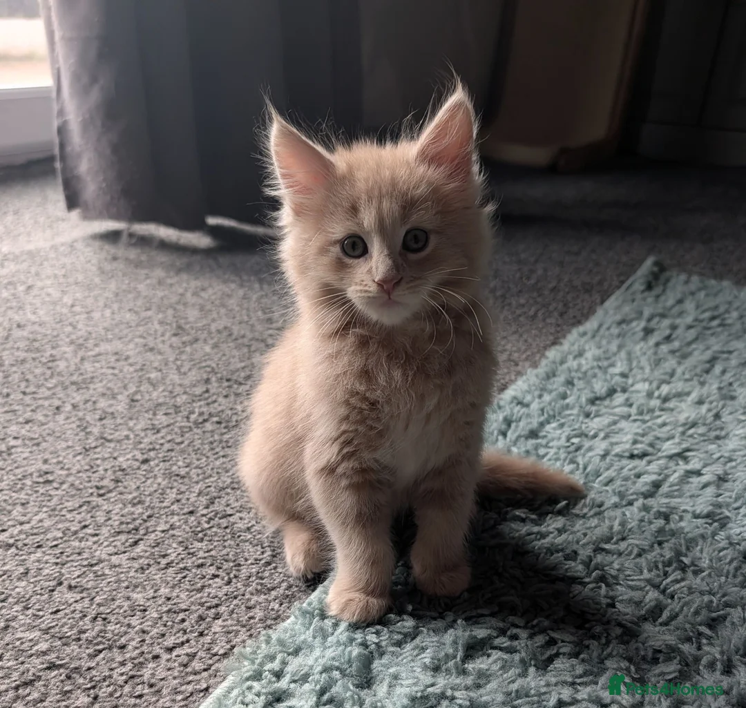 Maine Coon cats for sale: Maine Coon Kittens  - Advert 2