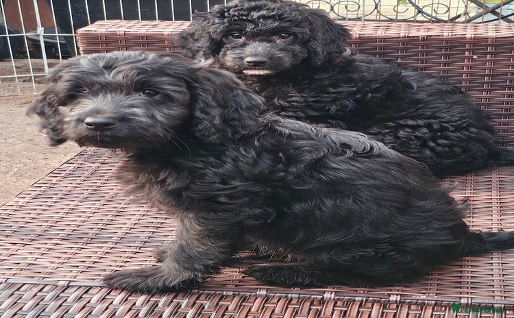 Cockapoo dogs - Advert 14