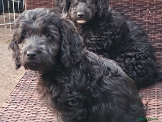 Cockapoo dogs - Advert 11