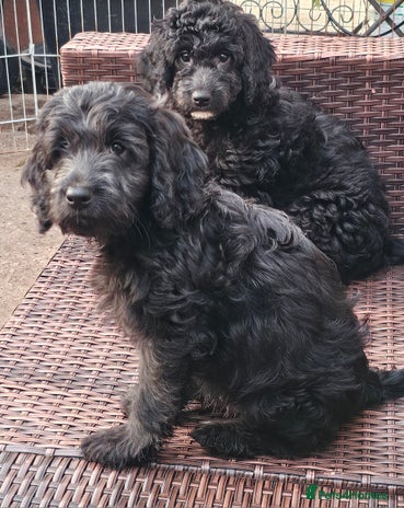 Cockapoo dogs - Advert 14