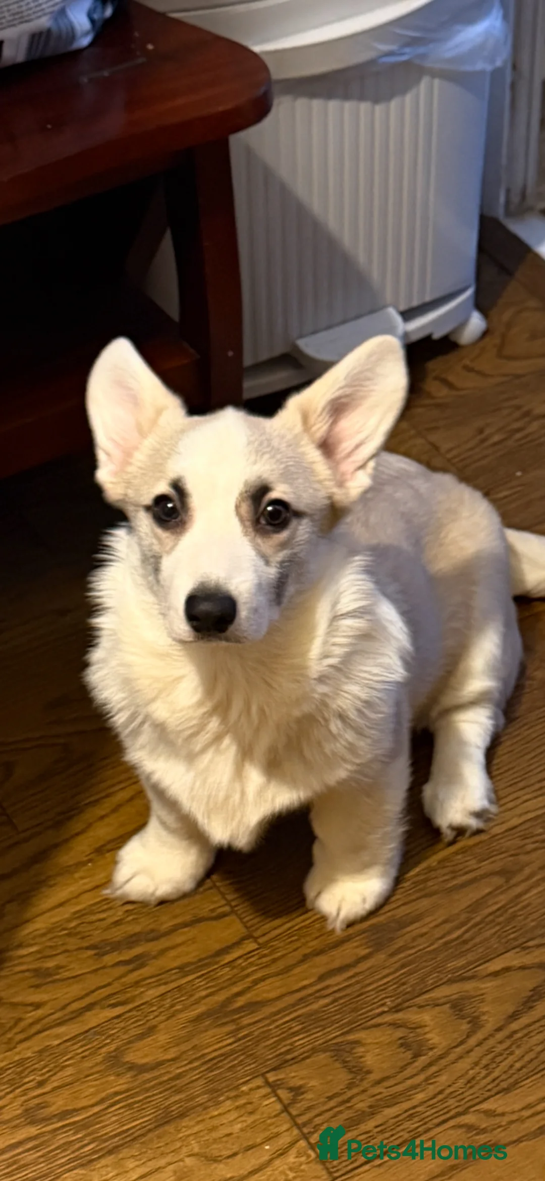 Welsh Corgi Pembroke dogs for sale: Pembroke corgi (Girl) - Advert 3