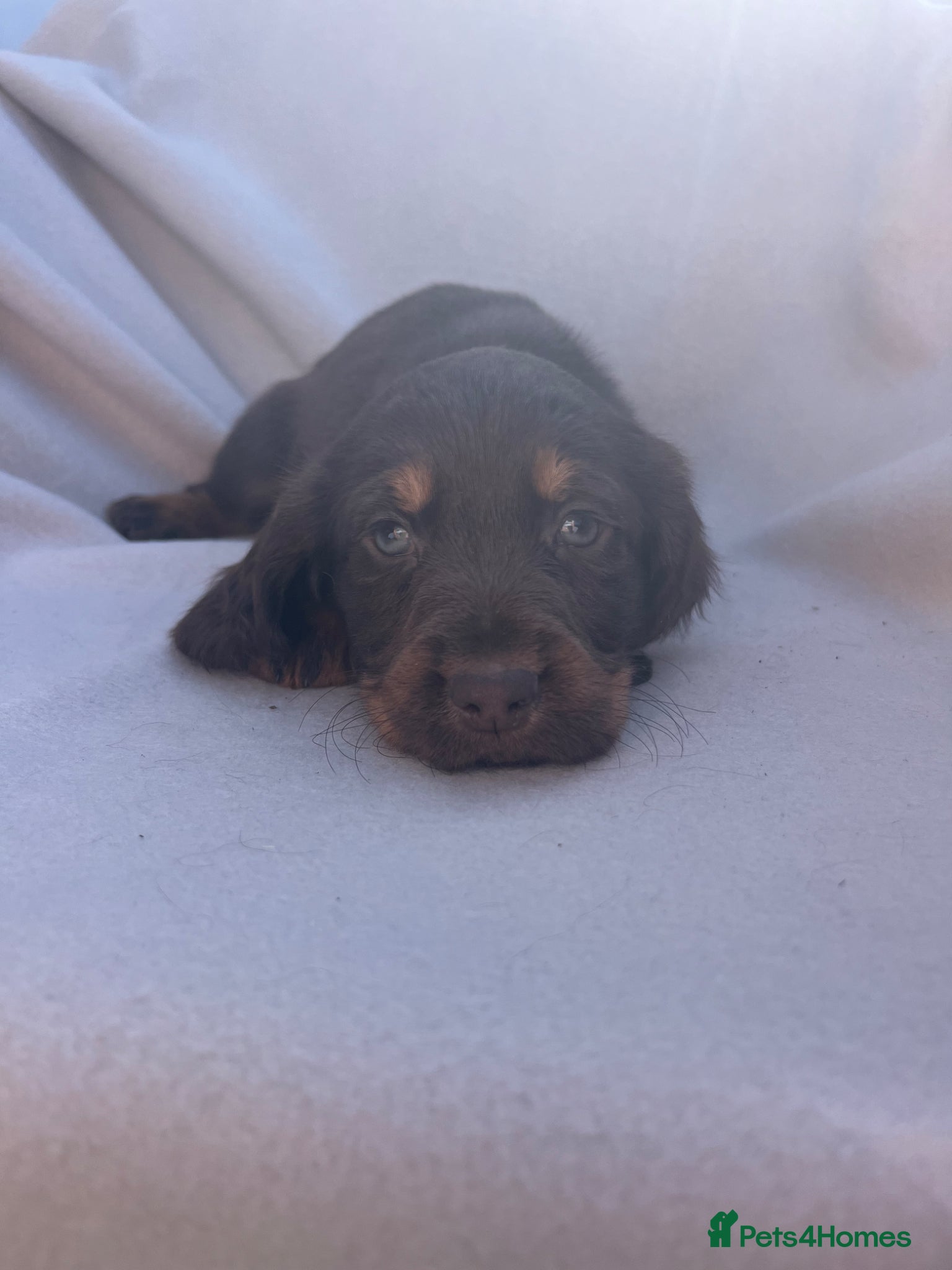 Cocker Spaniel dogs EXTENSIVELY HEALTH TESTED COCKER SPANIEL PUPPIES  - Advert 2