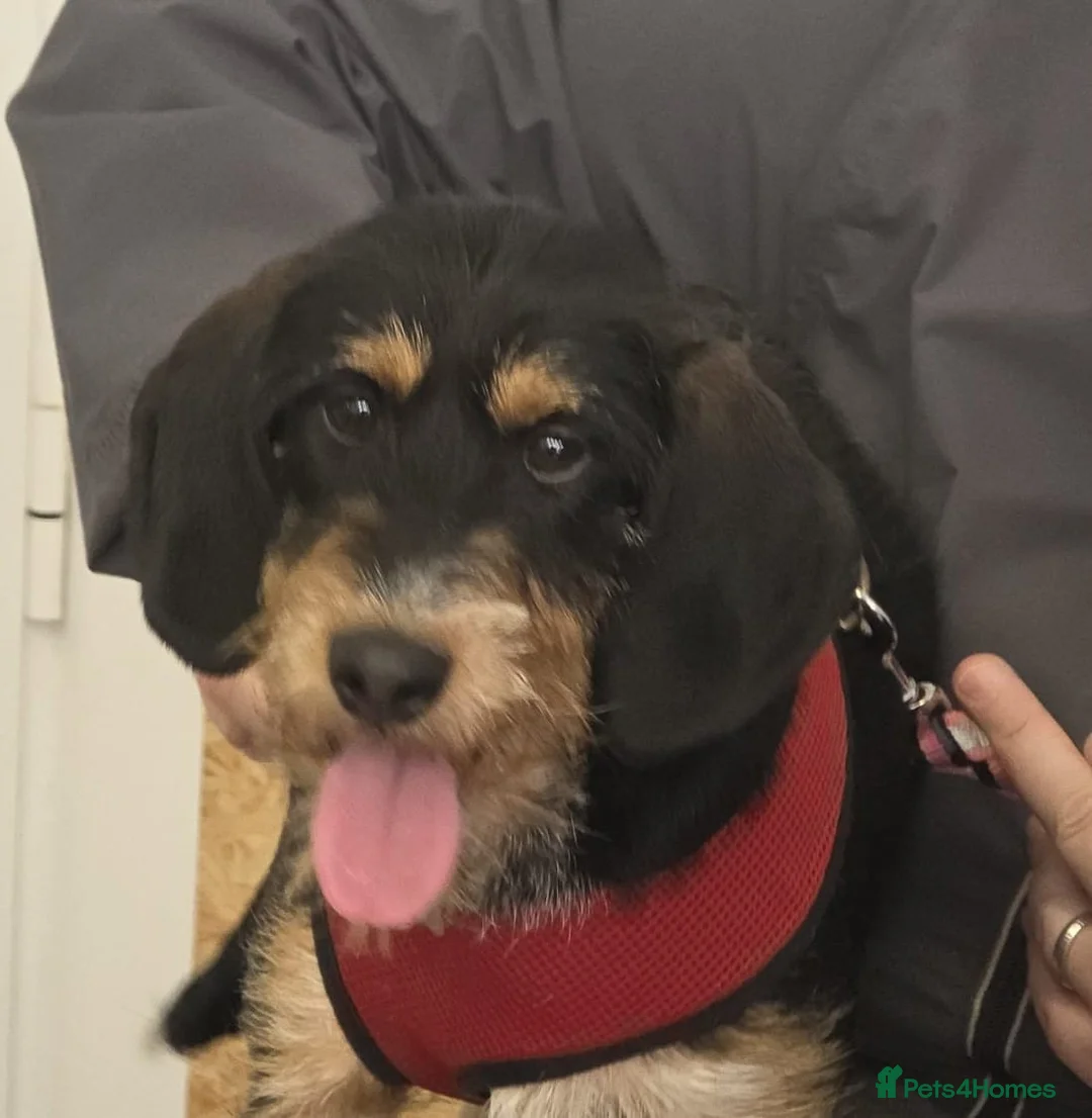 Mixed Breed dogs for adoption: Betsy - a gorgeous wirehaired girl in Matlock - Advert 1