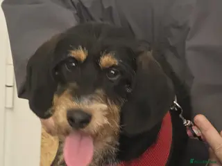 Mixed Breed dogs Betsy - a gorgeous wirehaired girl in Matlock - Advert 1