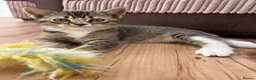 Mixed Breed cats for sale: Half British Short hair mixed breed  - Advert 9