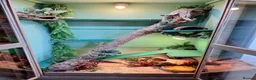Mixed Breed reptiles for sale: Bearded Dragon and Blue tongue Skink in Halesworth - Advert 3