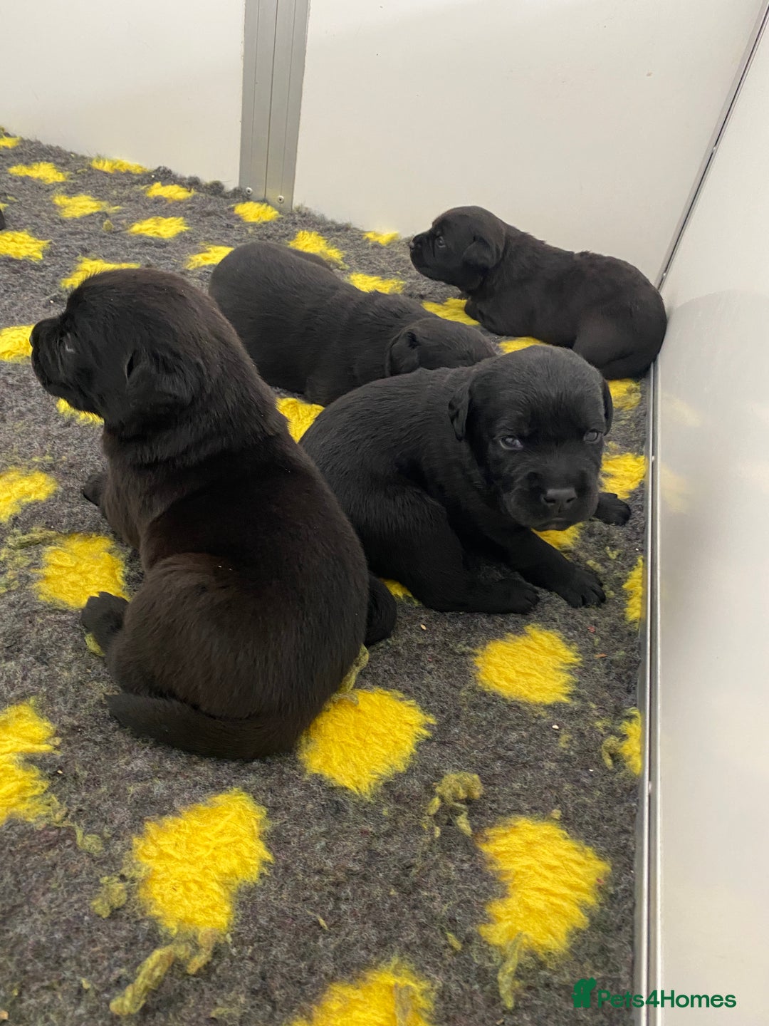 Labrador Retriever dogs for sale: Black Labrador puppies  - Image 8