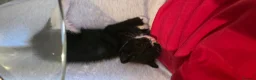 Mixed Breed cats for sale: Adorable Tuxedo Male Kitten  - Advert 3