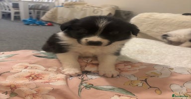 Border Collie dogs - Advert 2