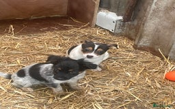 Jack Russell dogs for sale: Jack Russell puppies - Image 19