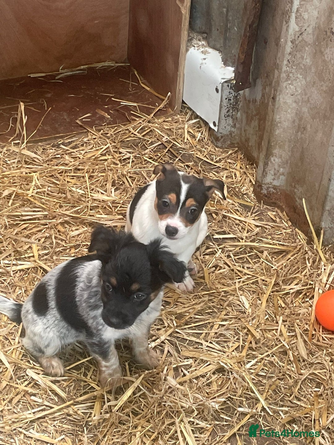 Jack Russell dogs for sale: Jack Russell puppies - Image 19