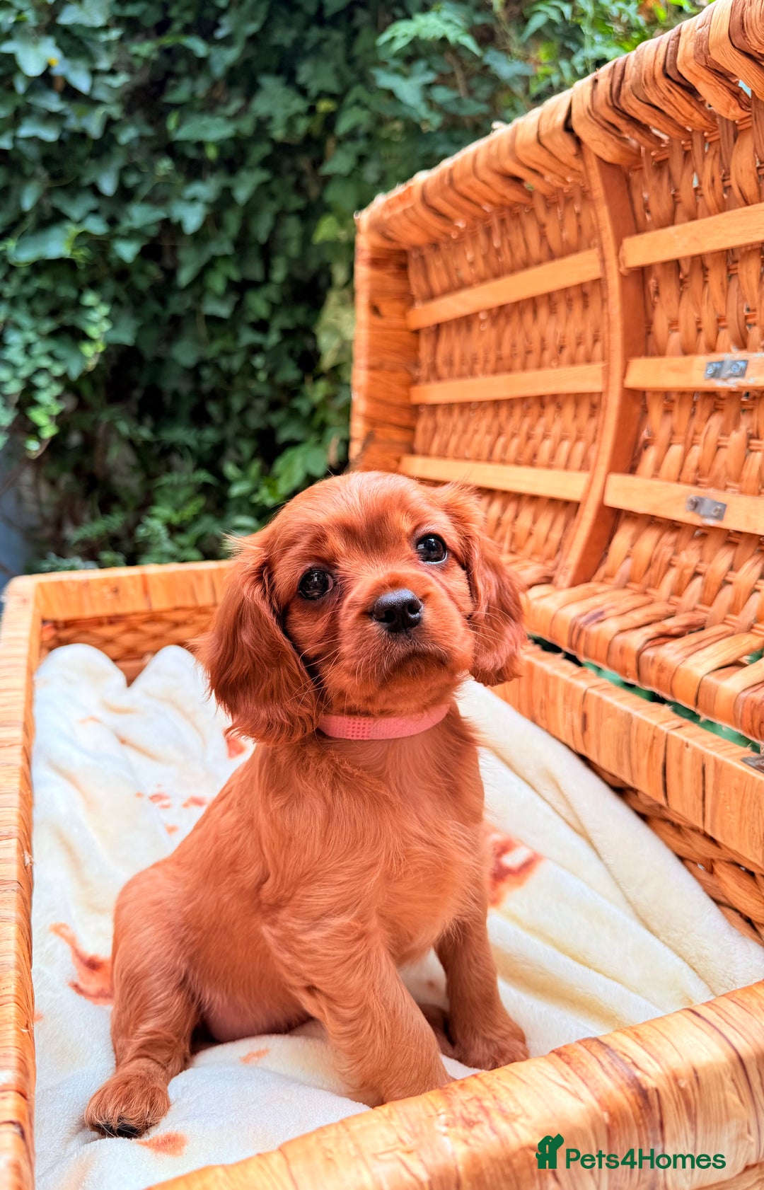Cavalier King Charles Spaniel dogs for sale: Quality KC Health Tested Ruby CKCS Pups For  Sale - Image 18