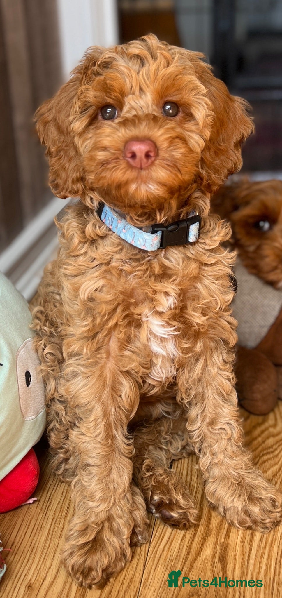 Australian Labradoodle dogs ♥️Adorable girl Pup♥️Australian labradoodle - Advert 3