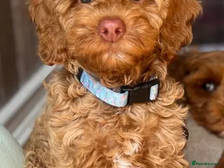 Australian Labradoodle dogs ♥️Adorable girl Pup♥️Australian labradoodle - Advert 3