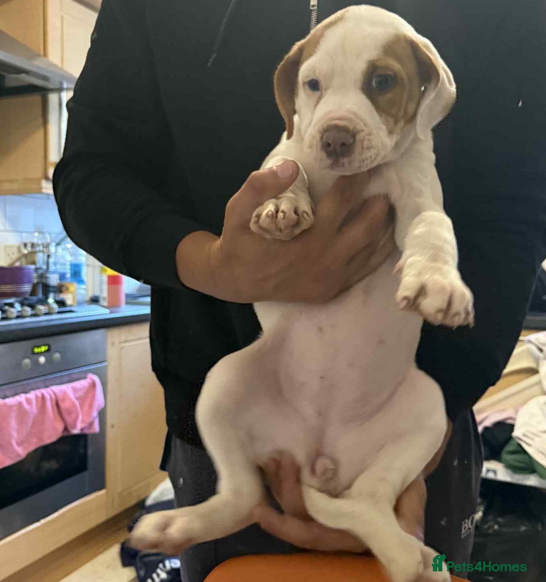 American Bulldog dogs for sale: American bulldog puppy  - Image 4