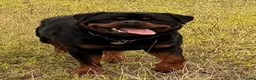 Rottweiler dogs for stud: BEAUTIFUL OLD TYPE BIG BONED ROTTIE! For stud - Advert 2