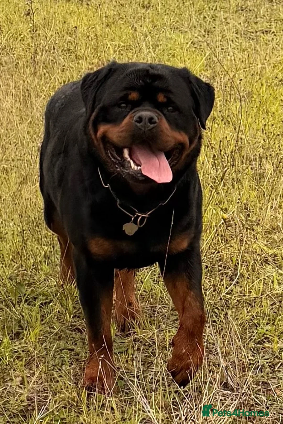 Rottweiler dogs for stud: BEAUTIFUL OLD TYPE BIG BONED ROTTIE! For stud - Advert 2