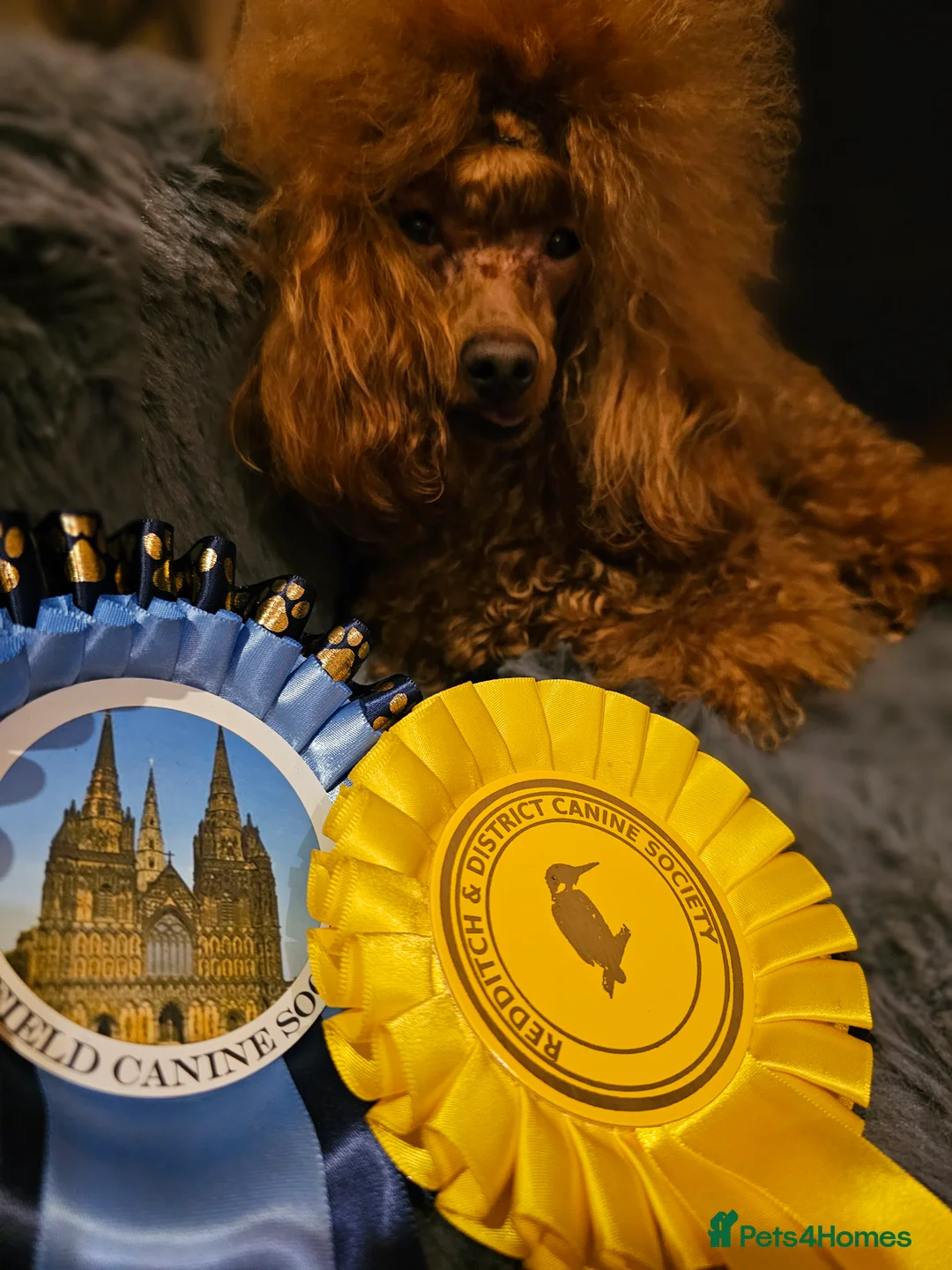 Toy Poodle dogs for stud: Cruft qualifying*KC *dark red** import from BnH in Birmingham - Advert 9