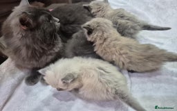 Ragdoll cats for sale: 4 ragdolls ready to leave now  - Image 10