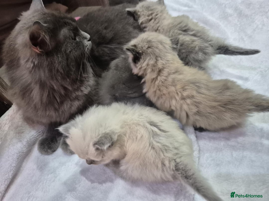 Ragdoll cats for sale: 4 ragdolls ready to leave now  - Image 10