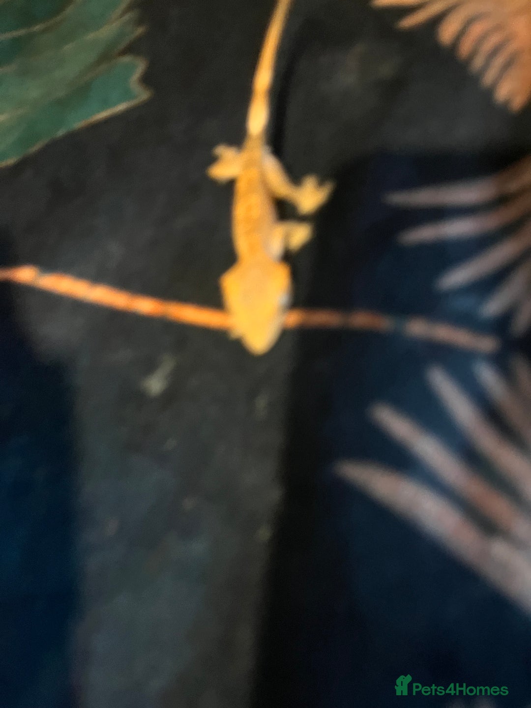 Gecko reptiles for sale: Crested gecko babies  - Advert 16