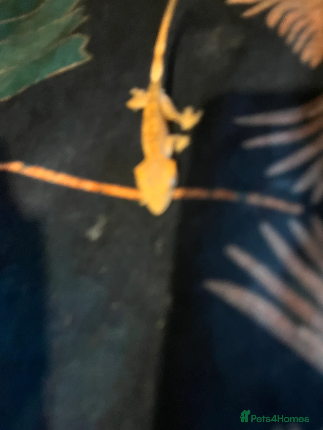 Gecko reptiles for sale: Crested gecko babies  - Advert 16
