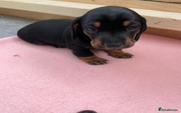 Miniature Dachshund dogs for sale: Miniature Dachshund Puppies   in Pontefract - Image 30