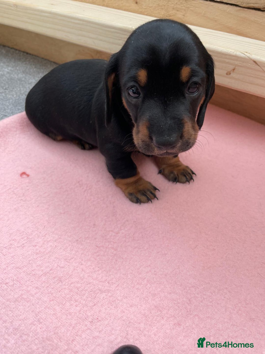 Miniature Dachshund dogs for sale: Miniature Dachshund Puppies   in Pontefract - Image 30