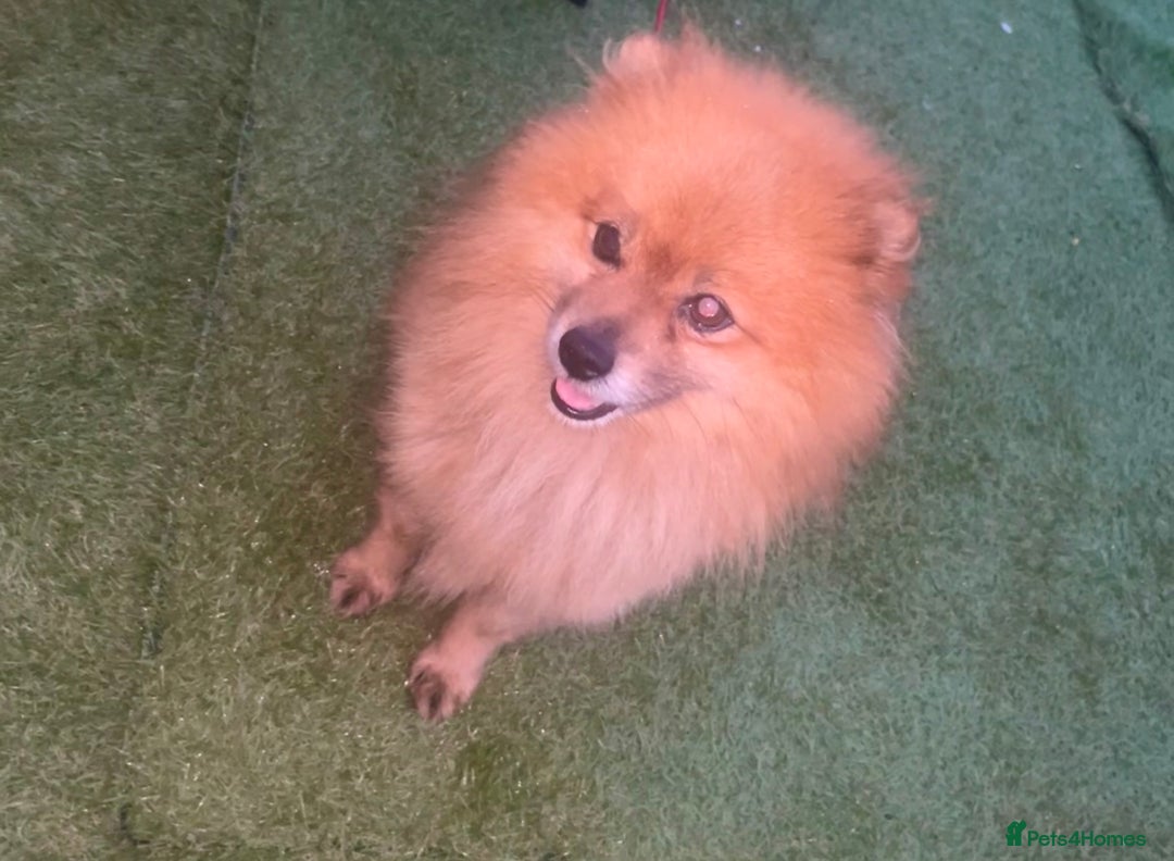 Pomeranian dogs for stud: Pomeranian stud - Advert 6