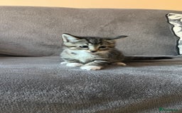 Mixed Breed cats for sale: Kittens - Image 17