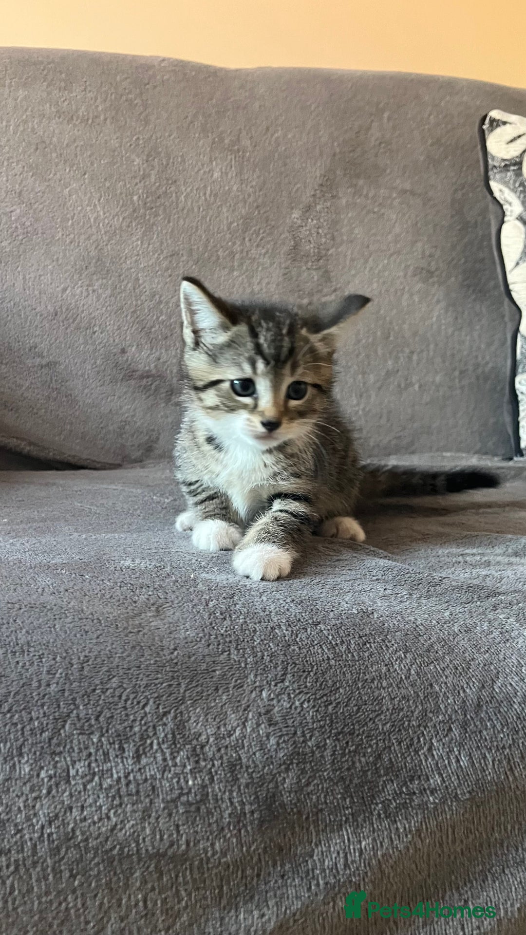 Mixed Breed cats for sale: Kittens - Image 17