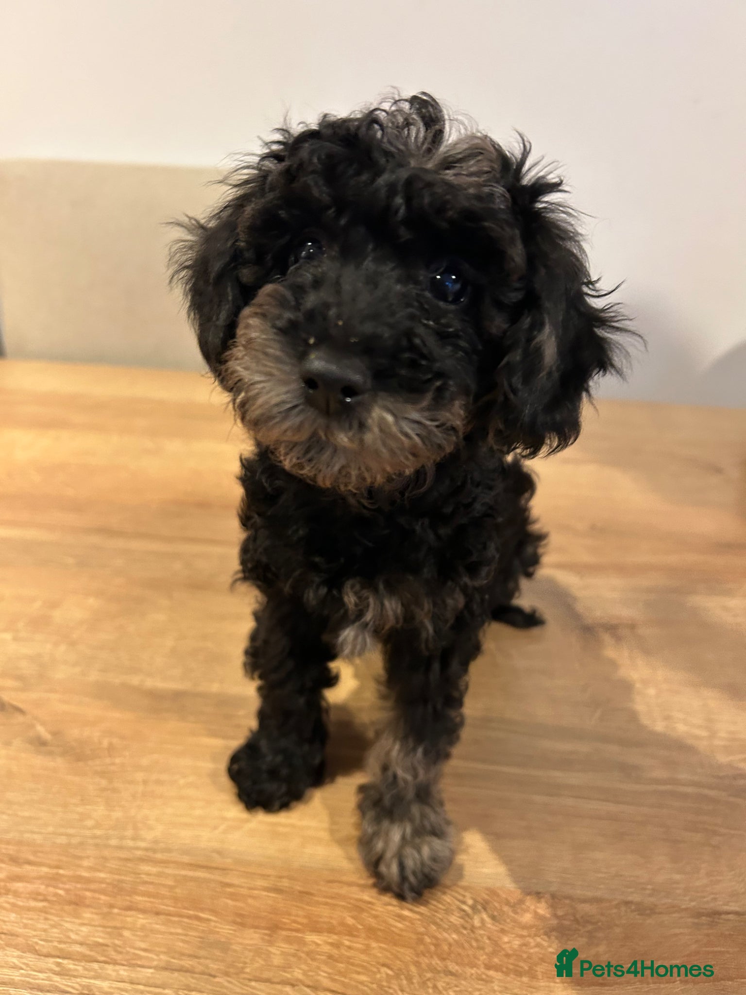 Miniature Poodle dogs Beautiful Merle Miniature Poodles - Advert 2