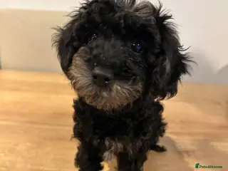 Miniature Poodle dogs Beautiful Merle Miniature Poodles - Advert 2