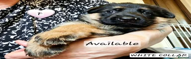 German Shepherd Puppy 6