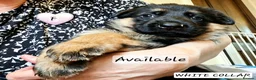 German Shepherd dogs for sale: 1 Gorgeous Male German Shepherd puppy - Advert 31